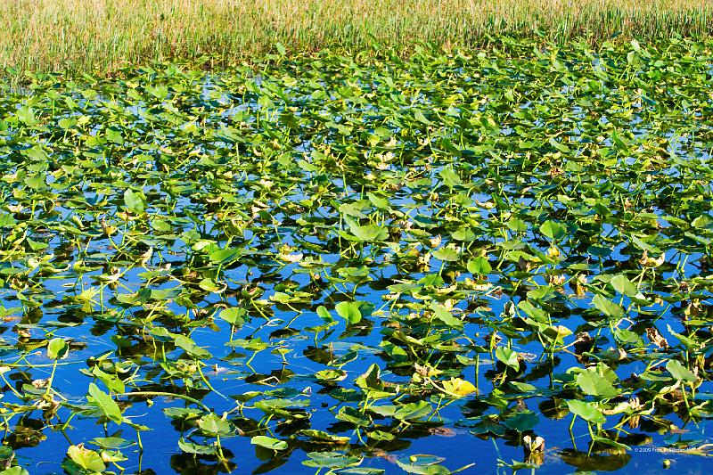 20090220_165640 D3 P1 5100x3400 srgb.jpg - Loxahatchee National Wildlife Preserve